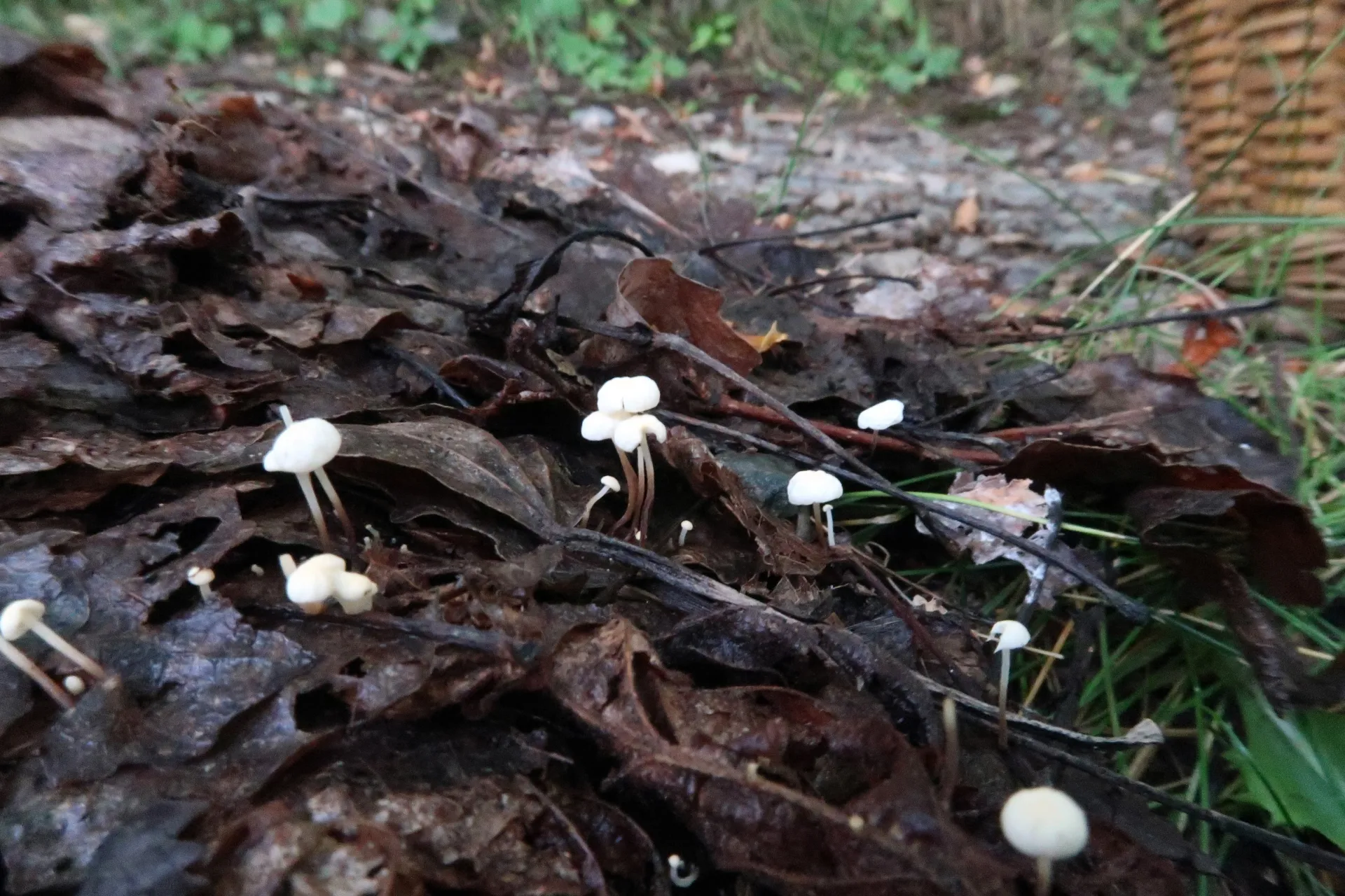 Marasmius epiphyllus - 1